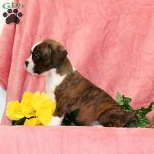 Indian Corn, Boston Terrier Mix Puppy